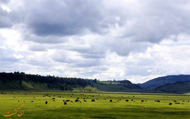 طبیعتی سرسبز طبیعتی سرسبز