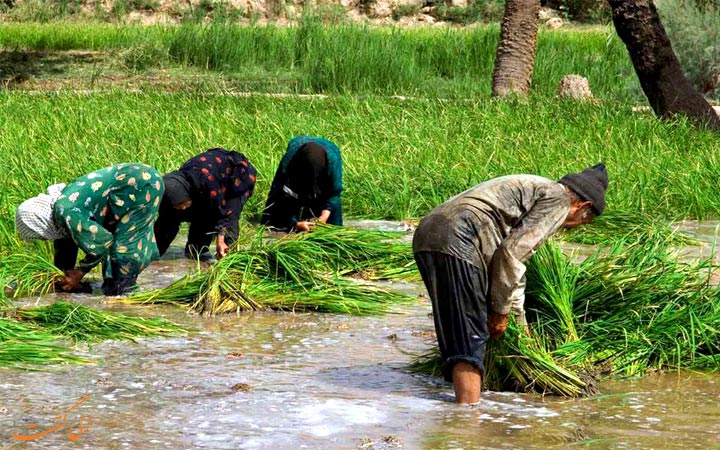 کشت برنج ازمیغان کشت برنج ازمیغان