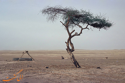 درخت تنر درخت تنر