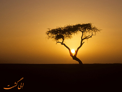 تنهاترین درخت روی زمین | تنر تنهاترین درخت روی زمین | تنر
