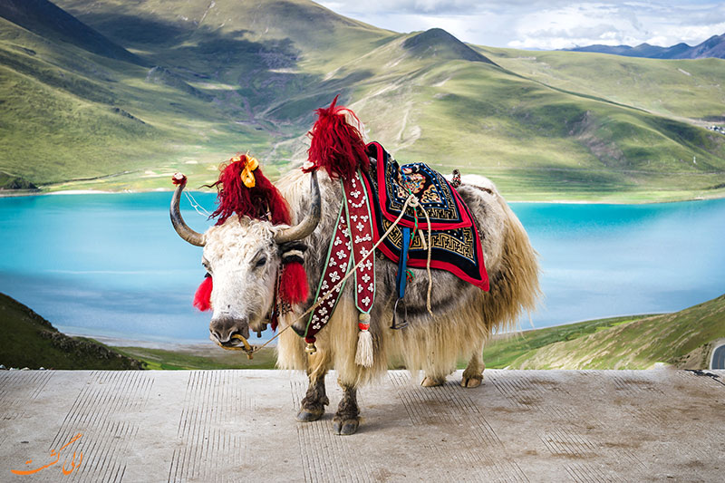 گاومیش تبتی گاومیش تبتی