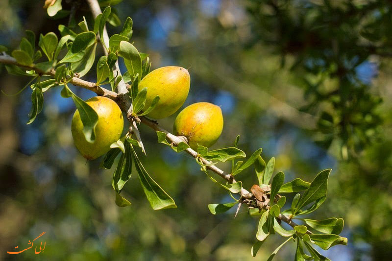 روغن آرگان روغن آرگان