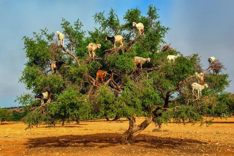 درخت بز در مراکش درخت بز در مراکش