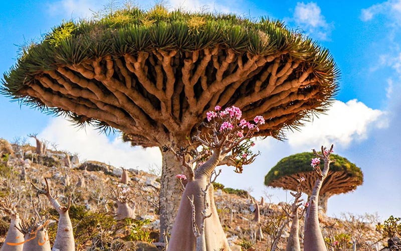 جزیره سقطرا جزیره سقطرا