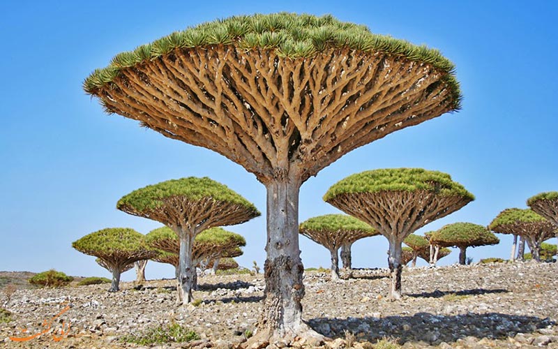 جزیره سقطرا یمن جزیره سقطرا یمن