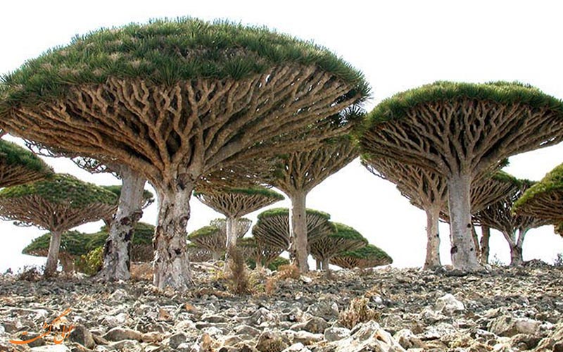 جزیره سقطرا در یمن جزیره سقطرا در یمن