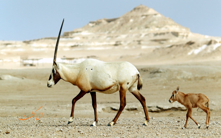 هواپیمایی قطر 7 هواپیمایی قطر