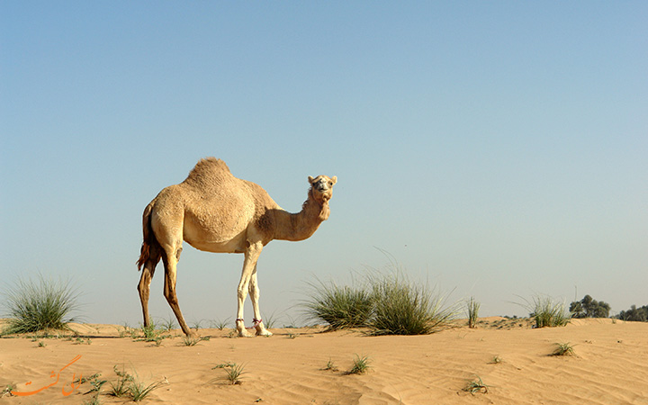 کویر مصر کویر مصر