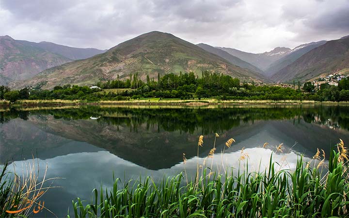 گیاه گیاه