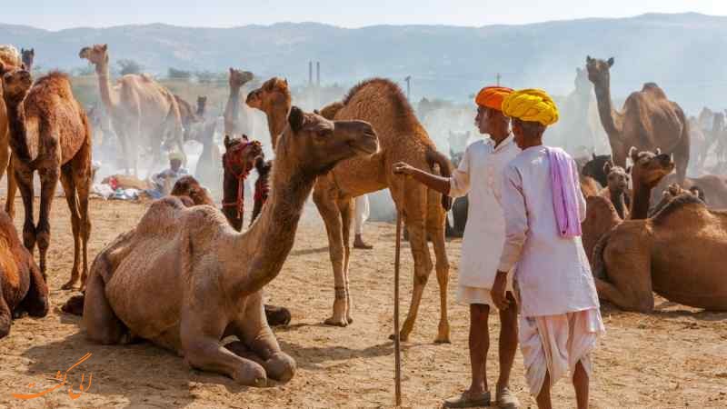 نمایشگاه شتر پوشکار در هند نمایشگاه شتر پوشکار در هند
