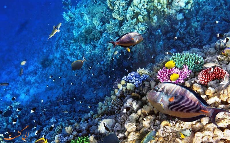 مرجان های استرالیا مرجان های استرالیا