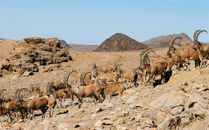 پارک ملی سیاه کوه پارک ملی سیاه کوه