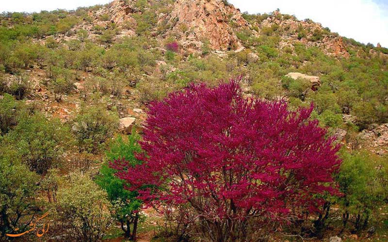 تنگه ارغوان در ایلام تنگه ارغوان در ایلام