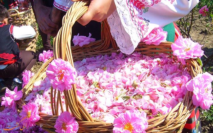 گلابگیری نیاسر گلابگیری نیاسر
