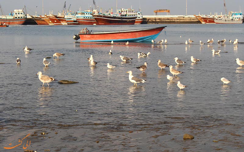 خلیج گواتر خلیج گواتر