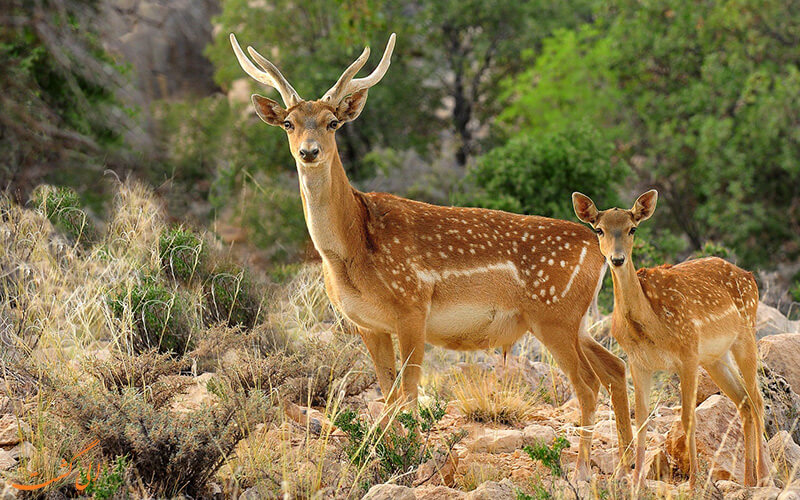 جزیره آهوان جزیره آهوان