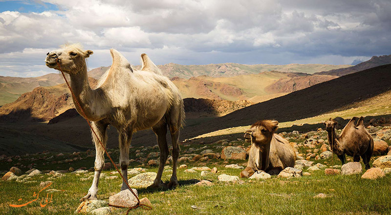 دانستنی های مغولستان | شترهای مغولستان دانستنی های مغولستان | شترهای مغولستان