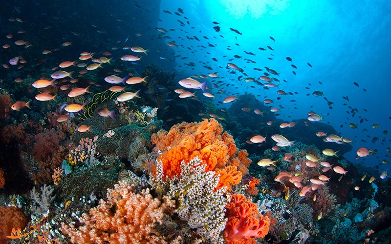ناحیه Puerto Galera ناحیه Puerto Galera