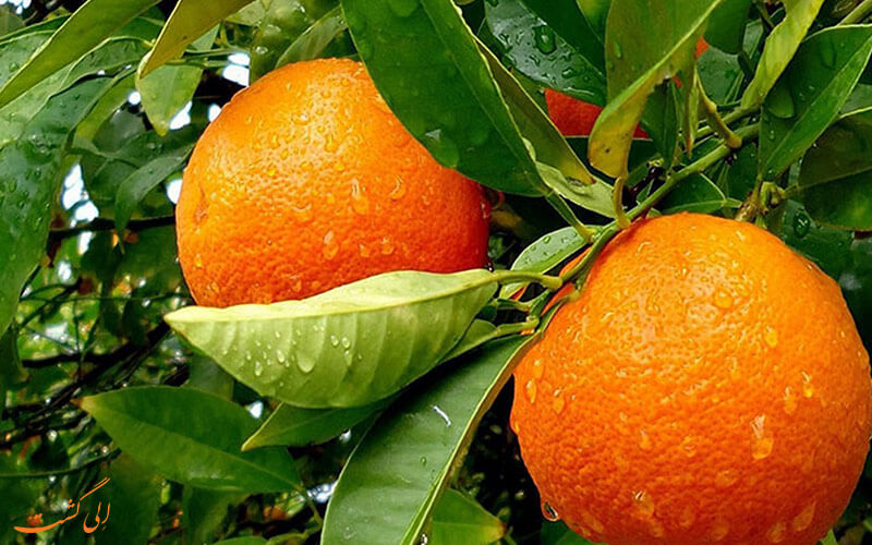 انواع مرکبات سوغات جنوب انواع مرکبات سوغات جنوب