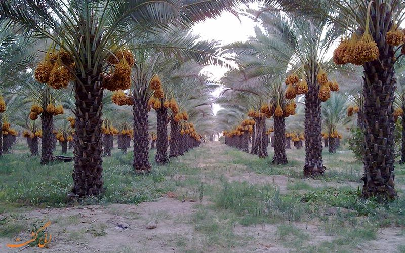 نخلستان خرما نخلستان خرما