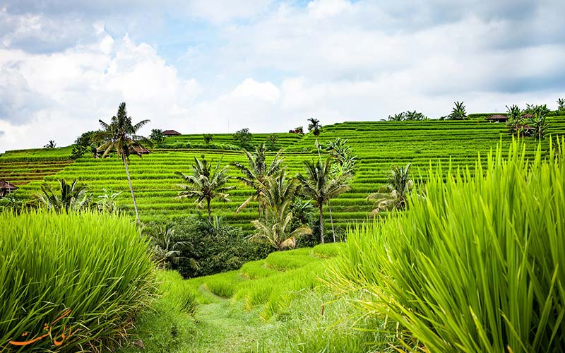 یوبود (Ubud) یوبود (Ubud)