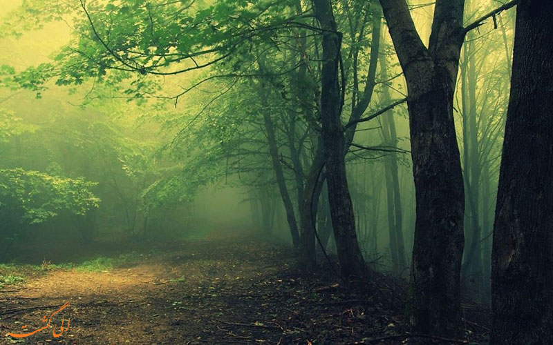 جنگل هویا باچو (Hoia Baciu Forest) در رومانی جنگل هویا باچو (Hoia Baciu Forest) در رومانی