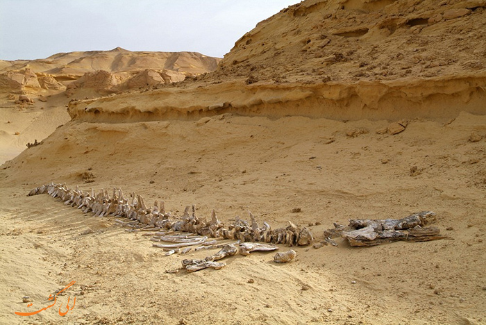 قبرستان وال ها در مصر قبرستان وال ها در مصر