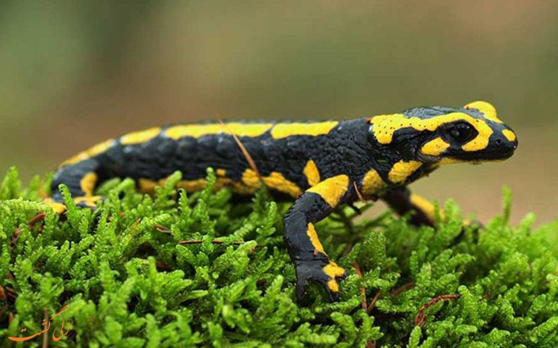 سمندر Salamander سمندر Salamander