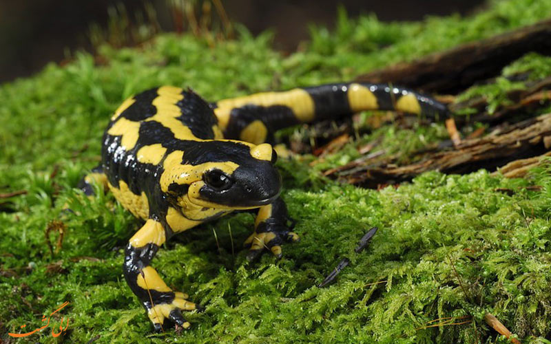 سمندر آتشین Salamandra infraimmacula سمندر آتشین Salamandra infraimmacula