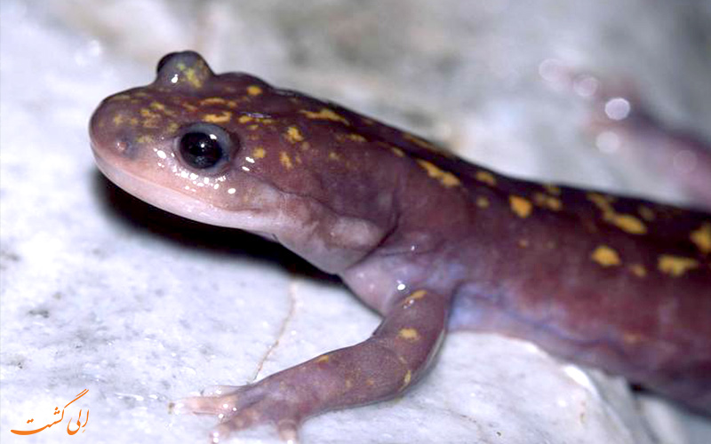 سمندر جویباری Paradactylodon persicus سمندر جویباری Paradactylodon persicus