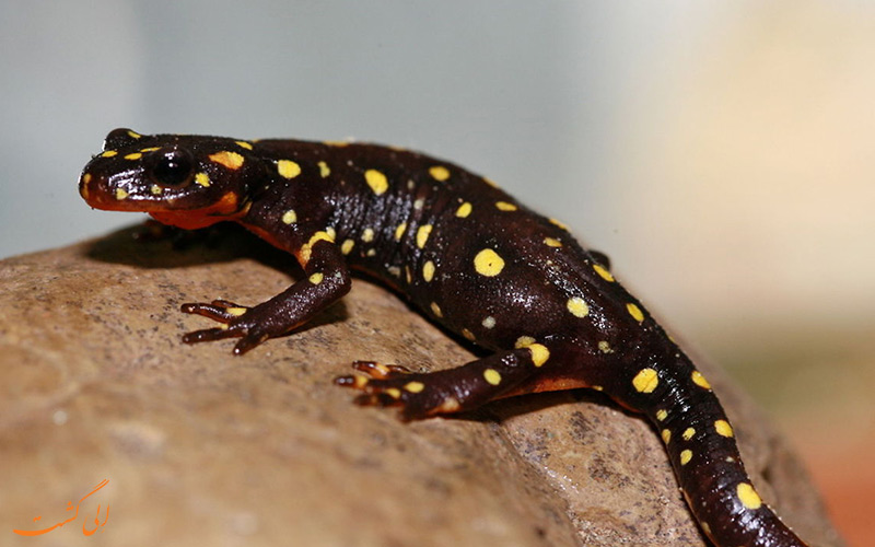 سمندر کردستانی microspilotus Neurergus سمندر کردستانی microspilotus Neurergus