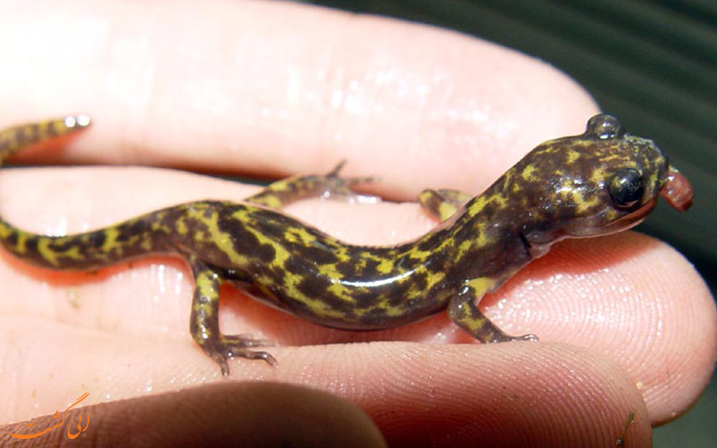 سمندر گرگانی Paradactylodon gorganensis سمندر گرگانی Paradactylodon gorganensis