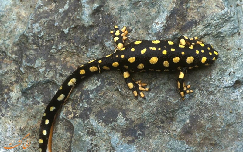 سمندر آذربایجانی Neurergus crocatus سمندر آذربایجانی Neurergus crocatus