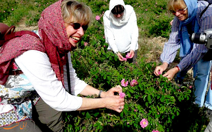 مراسم گلاب گیری کاشان مراسم گلاب گیری کاشان