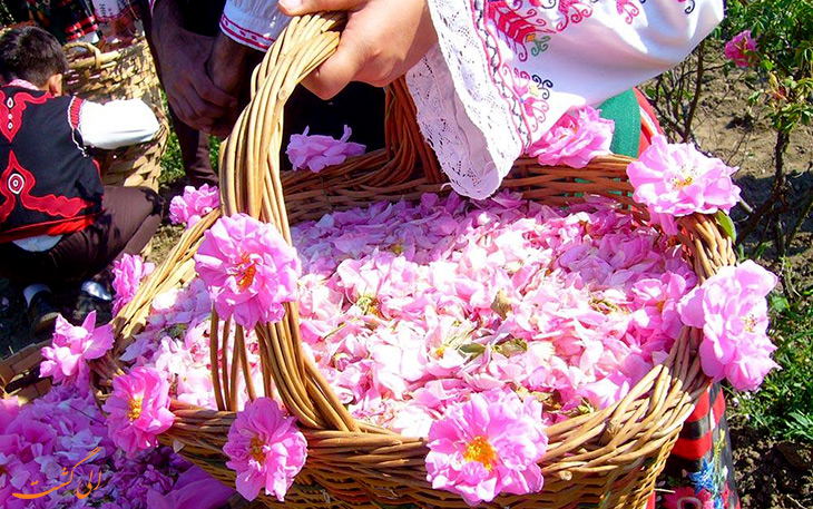 گلاب گیری در کاشان گلاب گیری در کاشان