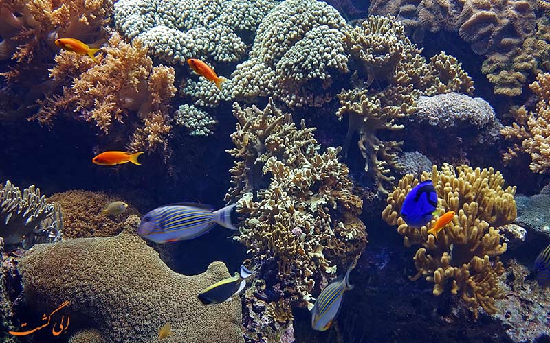 تماشای دنیای زیر آب تماشای دنیای زیر آب