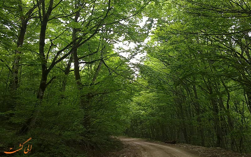 گیاهان گیاهان