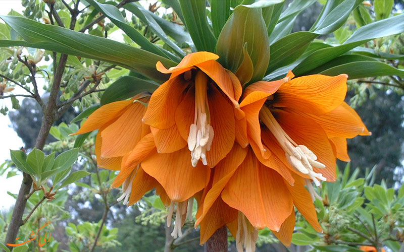 حنائی حنائی