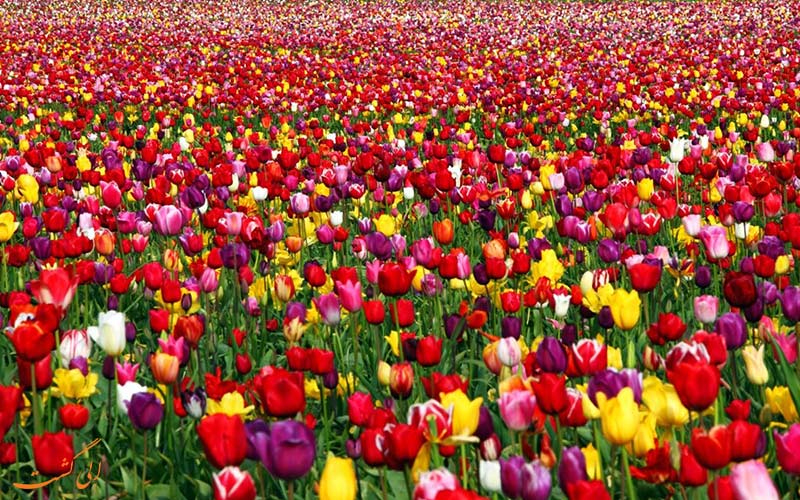 گیاهان نادر ایران گیاهان نادر ایران