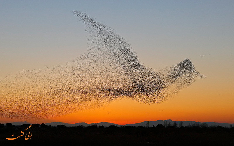 مرمریشن | murmuration مرمریشن | murmuration