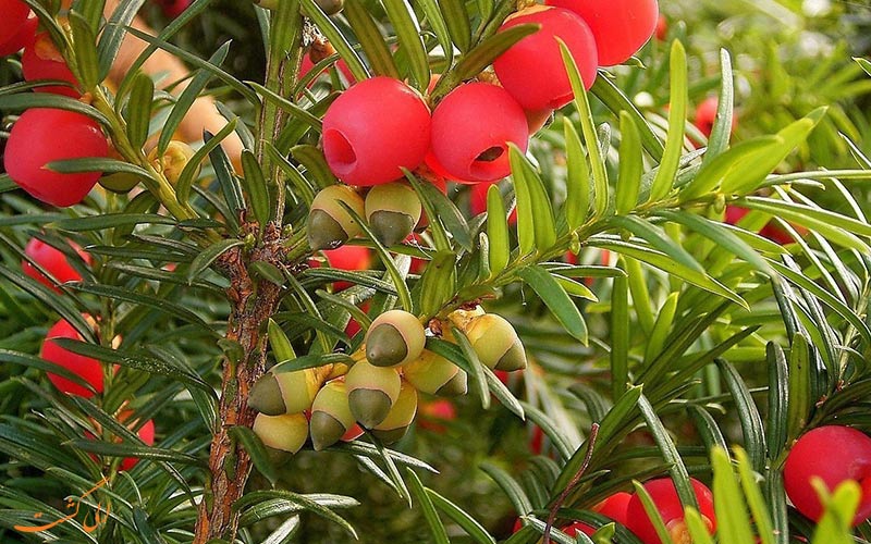 ویژگی های جنگل سرخدار ویژگی های جنگل سرخدار