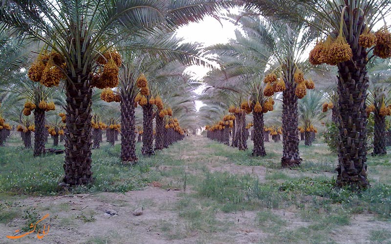 دشتستان دشتستان