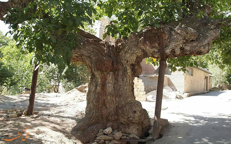 درخت گردو درخت گردو