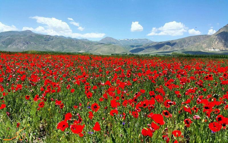 دشت چالدران دشت چالدران