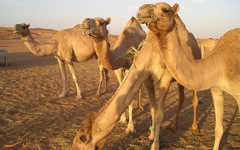 شتر شتر