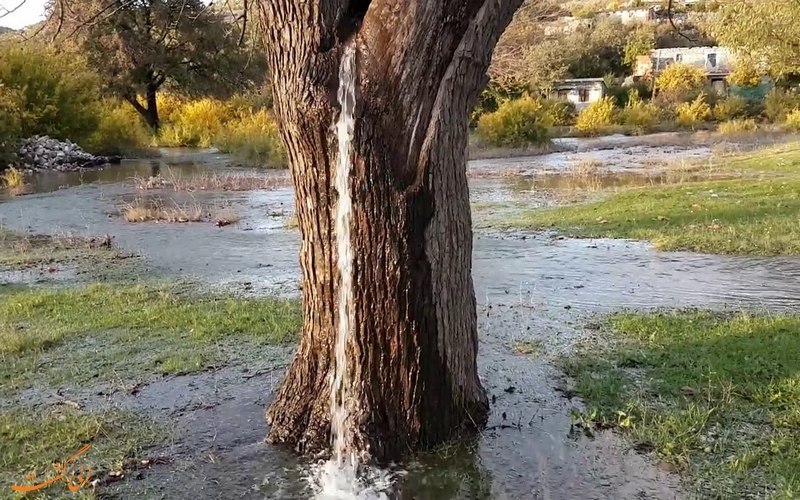 درختی که از آن آب بیرون می ریزد درختی که از آن آب بیرون می ریزد