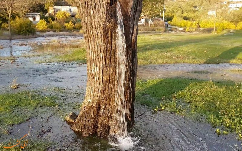درخت عجیب روستای دینوسا درخت عجیب روستای دینوسا