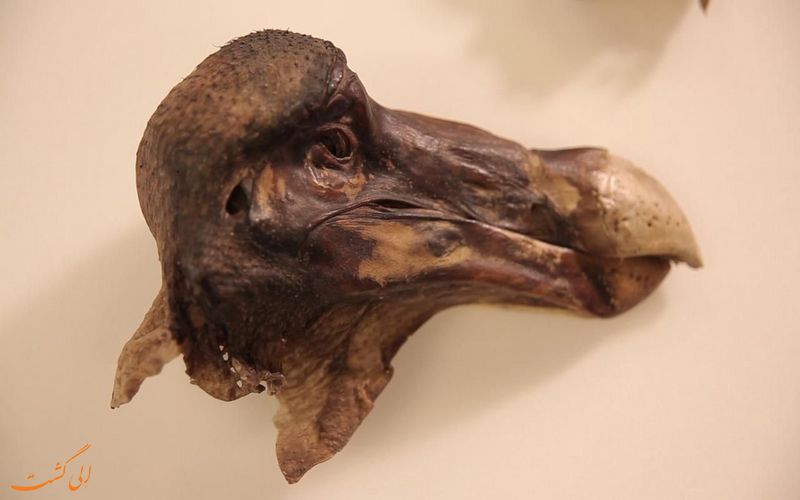 سر پرنده دودو سر پرنده دودو