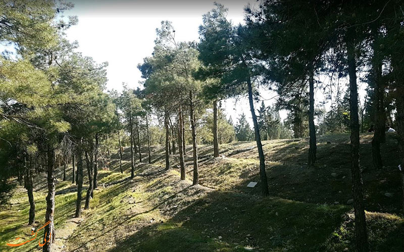 خرگوش دره خرگوش دره