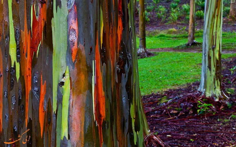 اکالیپتوس Rainbow-Eucalyptus اکالیپتوس Rainbow-Eucalyptus